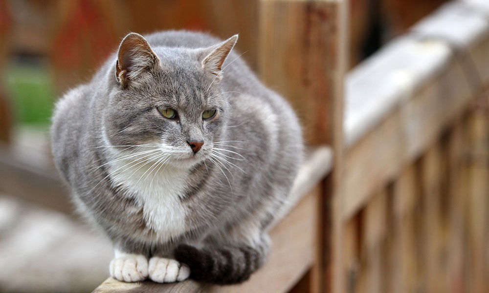 02-kitty-on-a-fence-1000x600