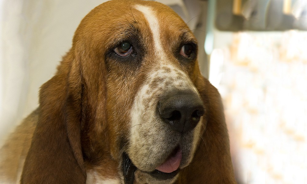 06-basset-hound2-01