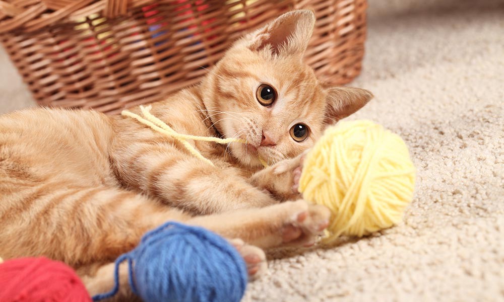 08-kitten-with-yarn-1000x600
