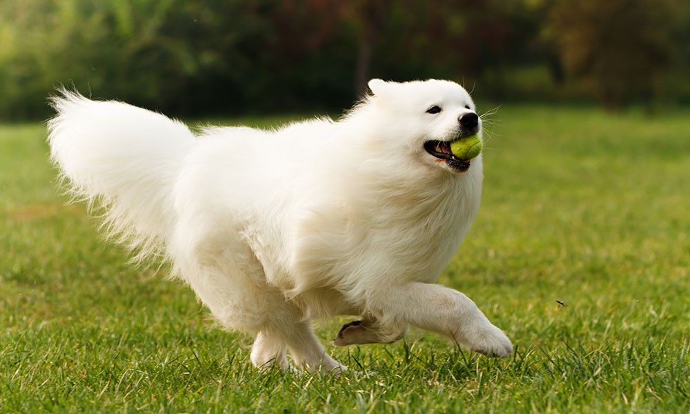 10-tennis-ball-pup-1000x600