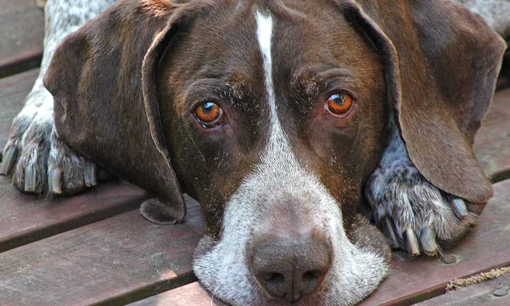 12-puppy-dog-eyes-1000x600