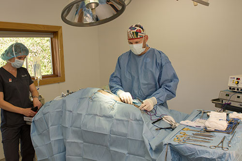 animal-surgery-grvetclinic