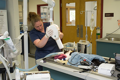 At Grand Rapids Veterinary Clinic, dental x-rays allow us to identify problems much earlier and treat them while it’s easier and more effective to do so.