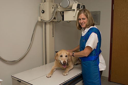 Digital X-Rays for Animals at Grand Rapids Veterinary Clinic