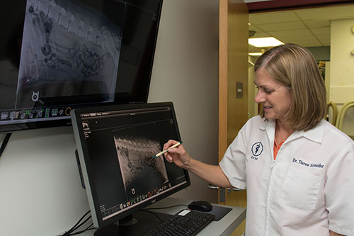 Grand Rapids Veterinary Clinic provides complete radiography and digital x-ray services.