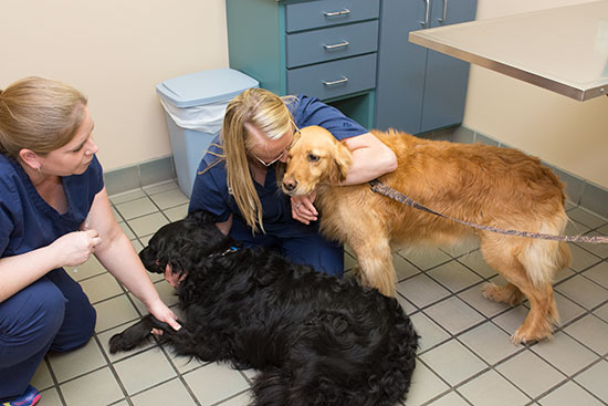 Vaccinations are important to maintain your pet's health.
