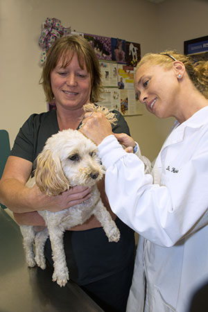 Annual Wellness Exams at Grand Rapids Veterinary Clinic help ensure your pet leads a happy and healthy life.